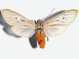 Agaraea semivitrea